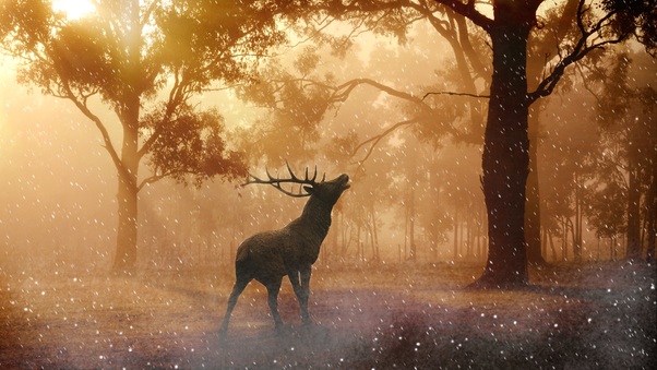 Deer Wild Nature Forest 4k Wallpaper
