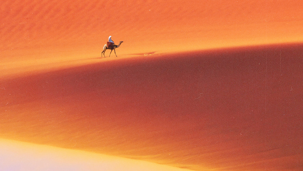 Desert Man Camel Safari Wallpaper
