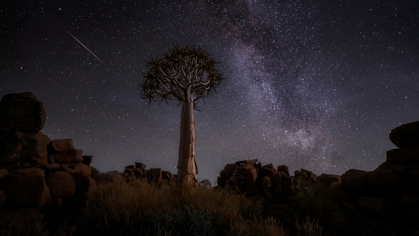 Desert Trees Milky Way Night 4k Wallpaper
