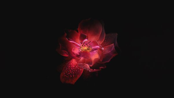 dewdrop-on-floral-petal-oled-5k-tr.jpg