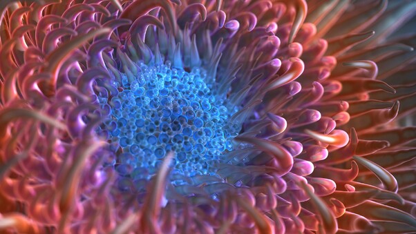 Digital Anemone Flower Wallpaper
