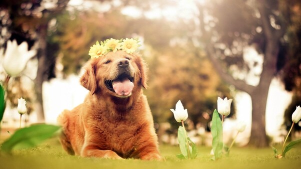 Dog Flowers Smiling Wallpaper