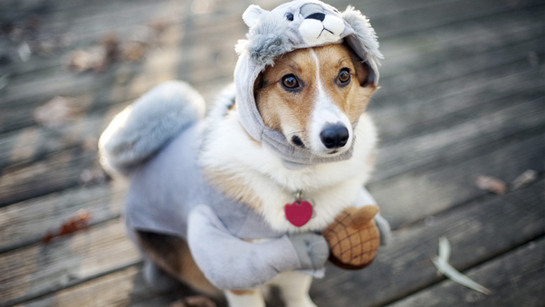 Dog Funny Outfit Wallpaper