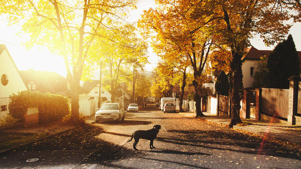 Dog On Concrete Road Homes Trees Sunlights 4k Wallpaper