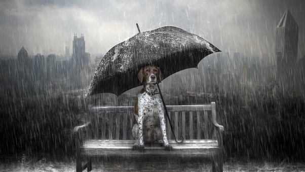 Dog Rain Umbrella Photo Manipulation Wallpaper