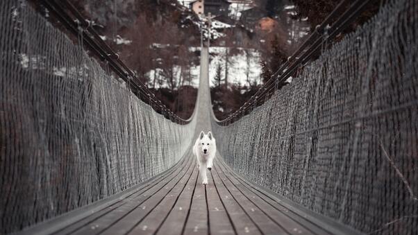 Dog Running Bridge 5k Wallpaper