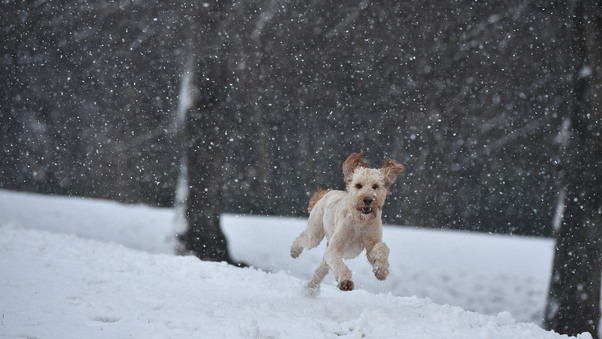 Dog Running In A Snow Wallpaper