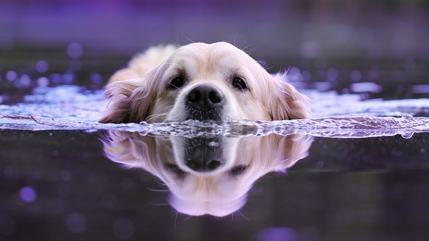 Dog Swimming Wallpaper