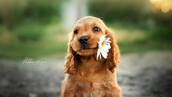 Dog With Flower In Mouth Wallpaper