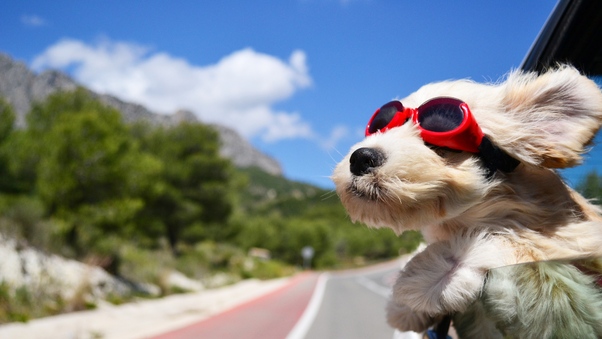 Dog With Glasses Wallpaper