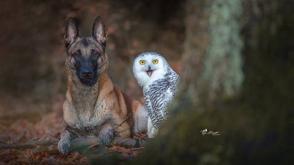 Dog With Owl Wallpaper