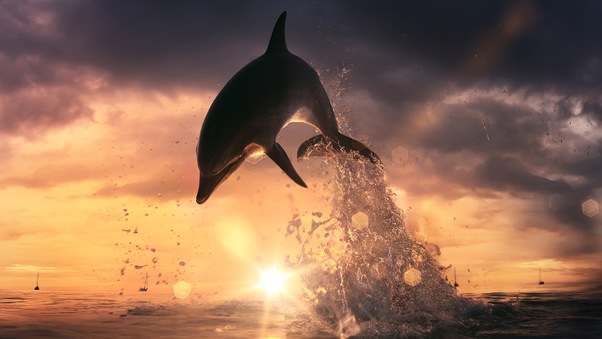 Dolphin Jump Out Of Ocean Wallpaper