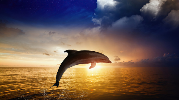 Dolphin Jumping Wallpaper