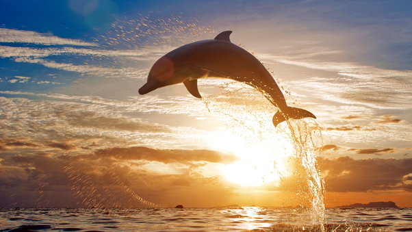 Dolphin Jumping Out Of Water Wallpaper