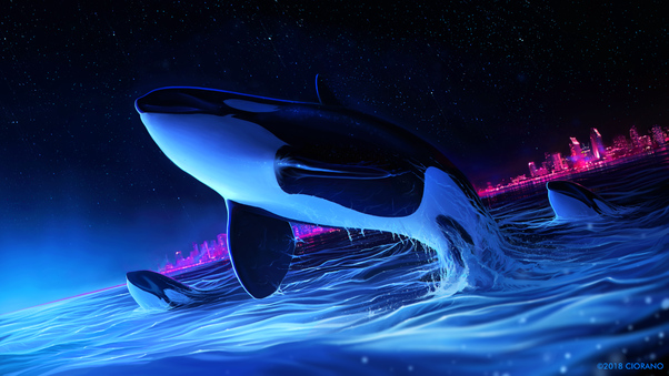 Dolphin Night Orca Whale Digital Art Wallpaper