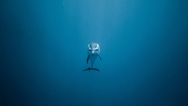 Dolphin Underwater 5k Wallpaper