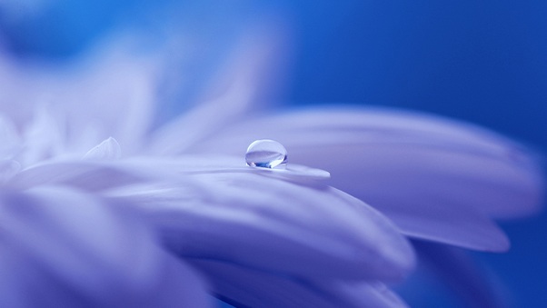 drop-of-water-on-flower-6m.jpg
