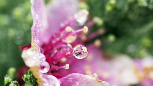 Droplets Flower Wallpaper