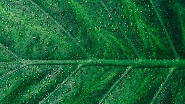 Droplets On Green Leaf Macro 5k Wallpaper