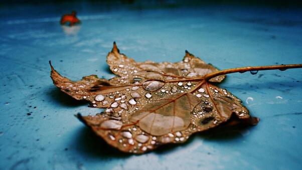 Drops on Leaf Wallpaper