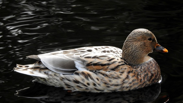 Duck In Pond Wallpaper