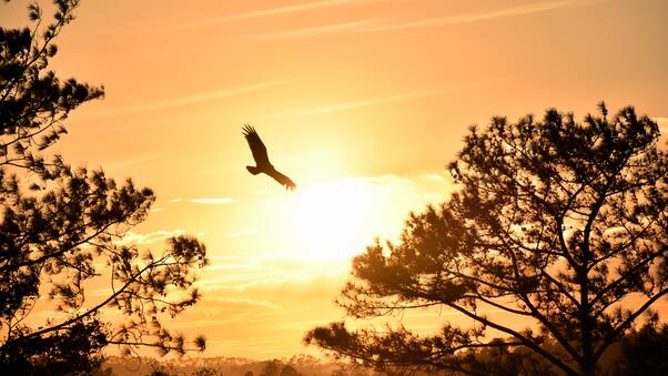 Eagle Flying Towards Sunset 5k Wallpaper