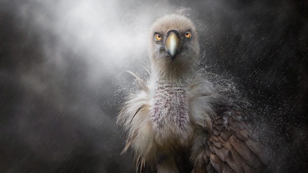 Eagle In Rain Wallpaper
