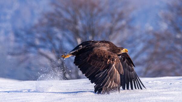 Eagle In Snow 4k Wallpaper