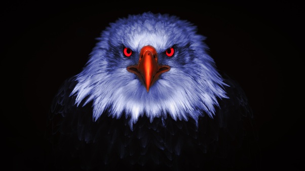 Eagle Raptor Eyes 8k Wallpaper
