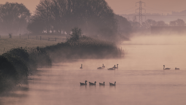 Early Morning Ducks Wallpaper
