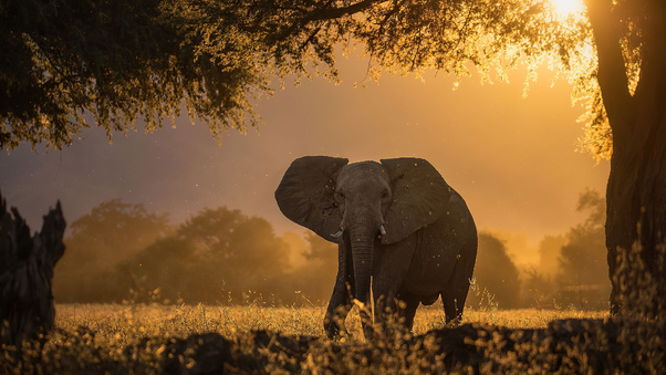 Elephant Forest Sunbeams Morning 4k Wallpaper