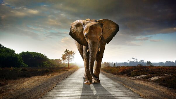 Elephant Walking On The Road Hdr 8k Wallpaper