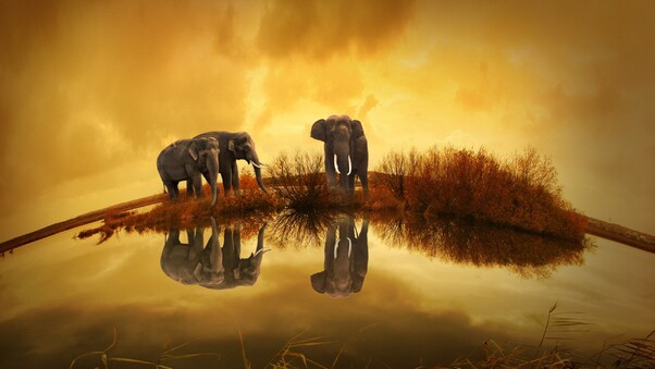 Elephants Thailand Wallpaper