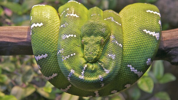 Emerald Tree Boa Snake Wallpaper
