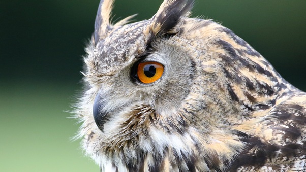 Eurasian Owl Wallpaper