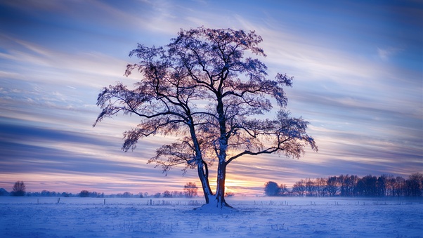 Evening Winter Trees Snow 5k Wallpaper
