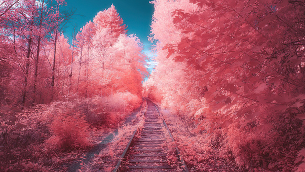 Fairy Tail Autumn Path Wallpaper