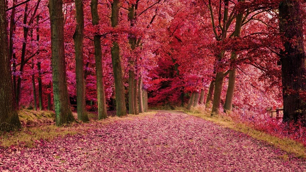 Fall Foilage Path Pink Trees Wallpaper