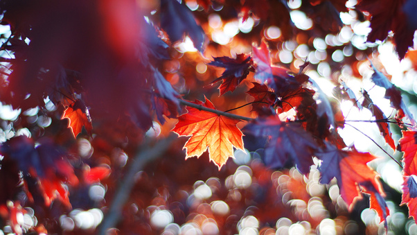 Fall Leaves Trees Sunlight Colorful Sun Beams Wallpaper