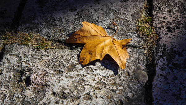 Fallen Autumn Leaf 5k Wallpaper