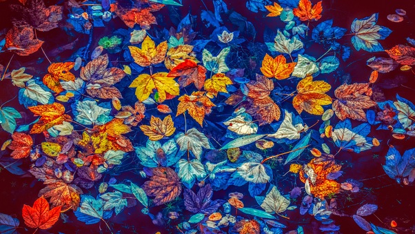 Fallen Leaves In Water 5k Wallpaper
