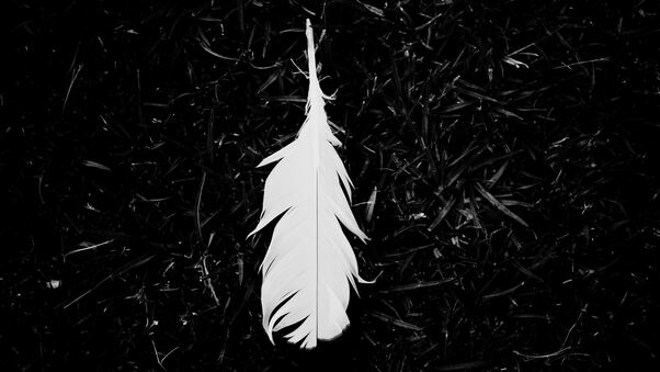 Feather Black And White 5k Wallpaper