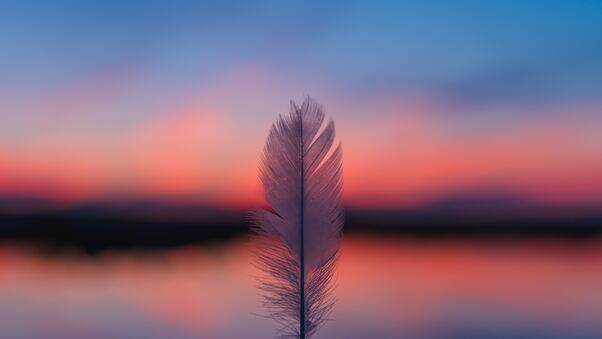 Feather Focus Blur Sunset 5k Wallpaper