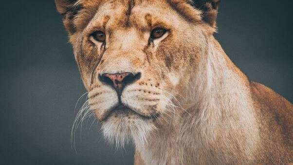 Female Lioness 4k Wallpaper