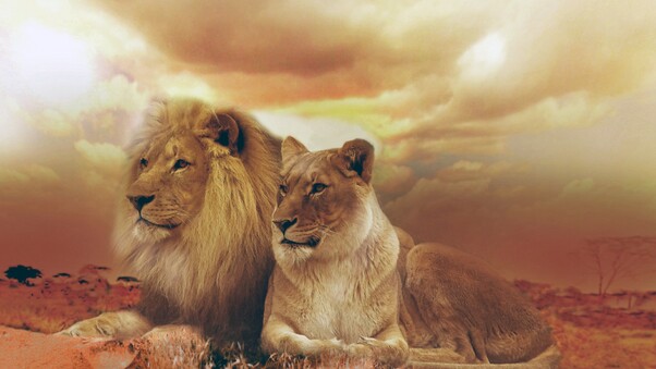 Female Male Lions Wallpaper