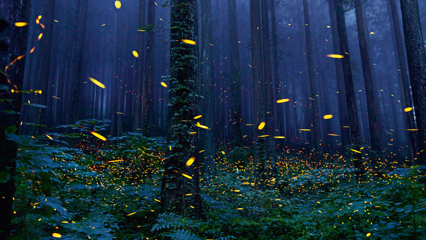 Fireflies Forest 4k Wallpaper