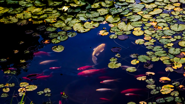 Fish In Pond Wallpaper