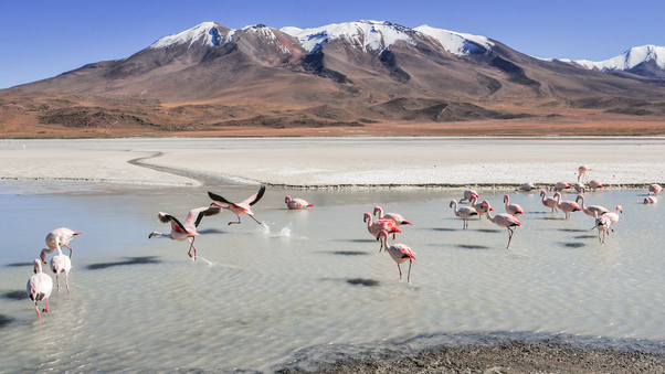 Flamingo Birds 5k Wallpaper