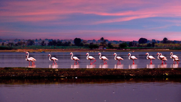 Flamingo March Wallpaper