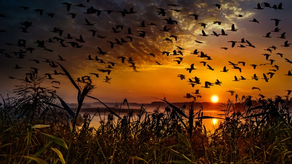 Flock Of Birds Flying At Dawn Time Wallpaper